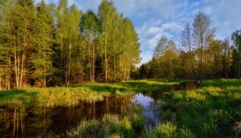 Русский лес - край чудес