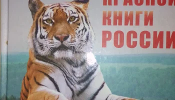 Международный день тигра
