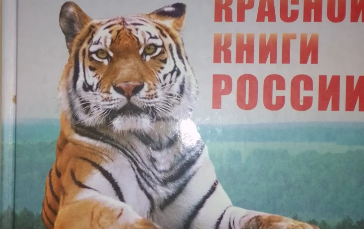 Международный день тигра Международный день тигра